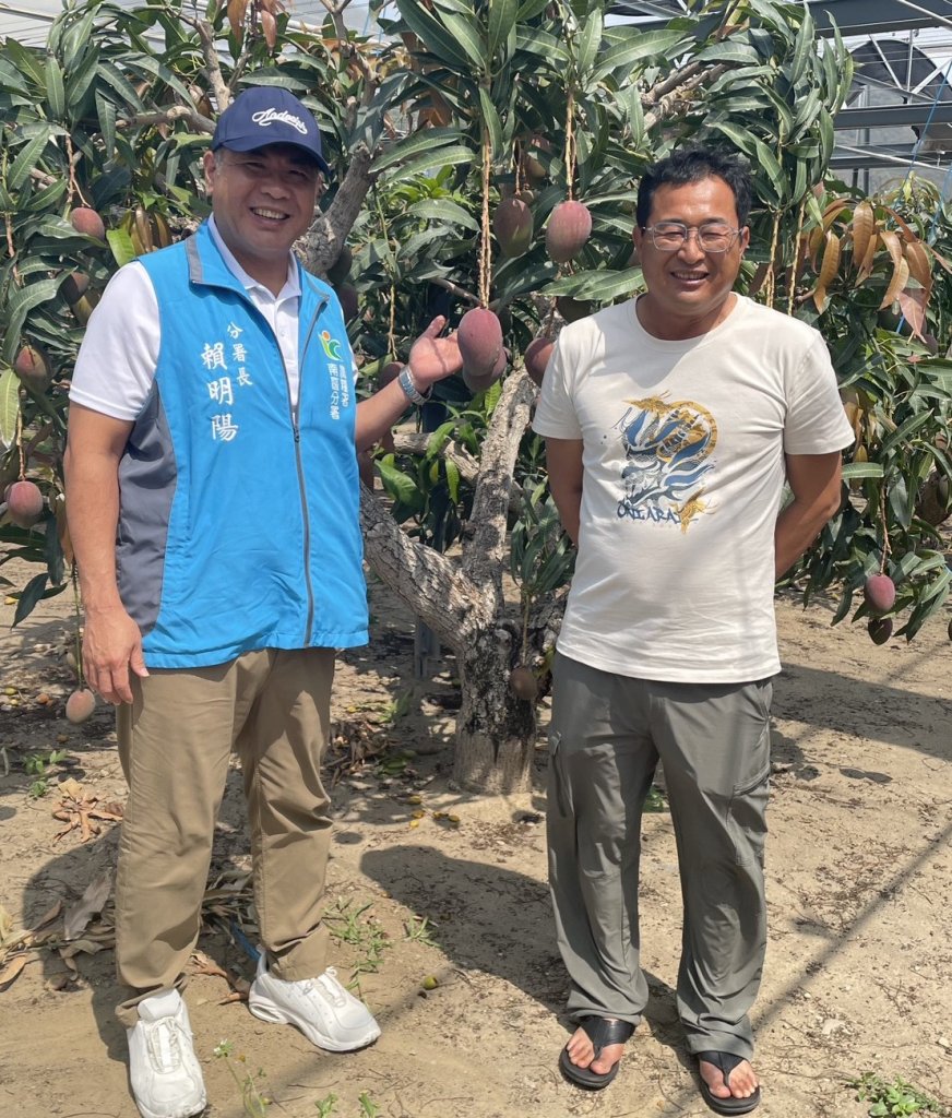 屏東愛文芒果慶豐收　職人堅持永續經營