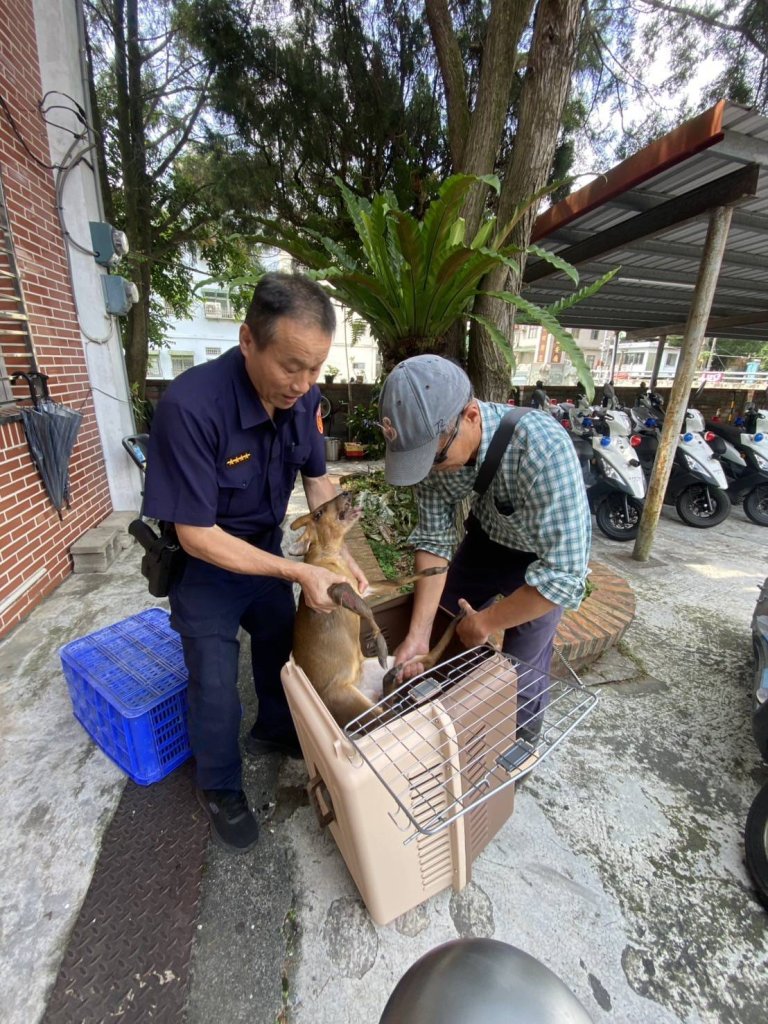守護山林　警民合作協助受困山羌
