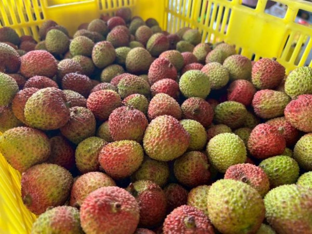 產量回穩、獎勵加碼 玉荷包荔枝外銷啟航 高市府攜手農民「荔」挺全球市場
