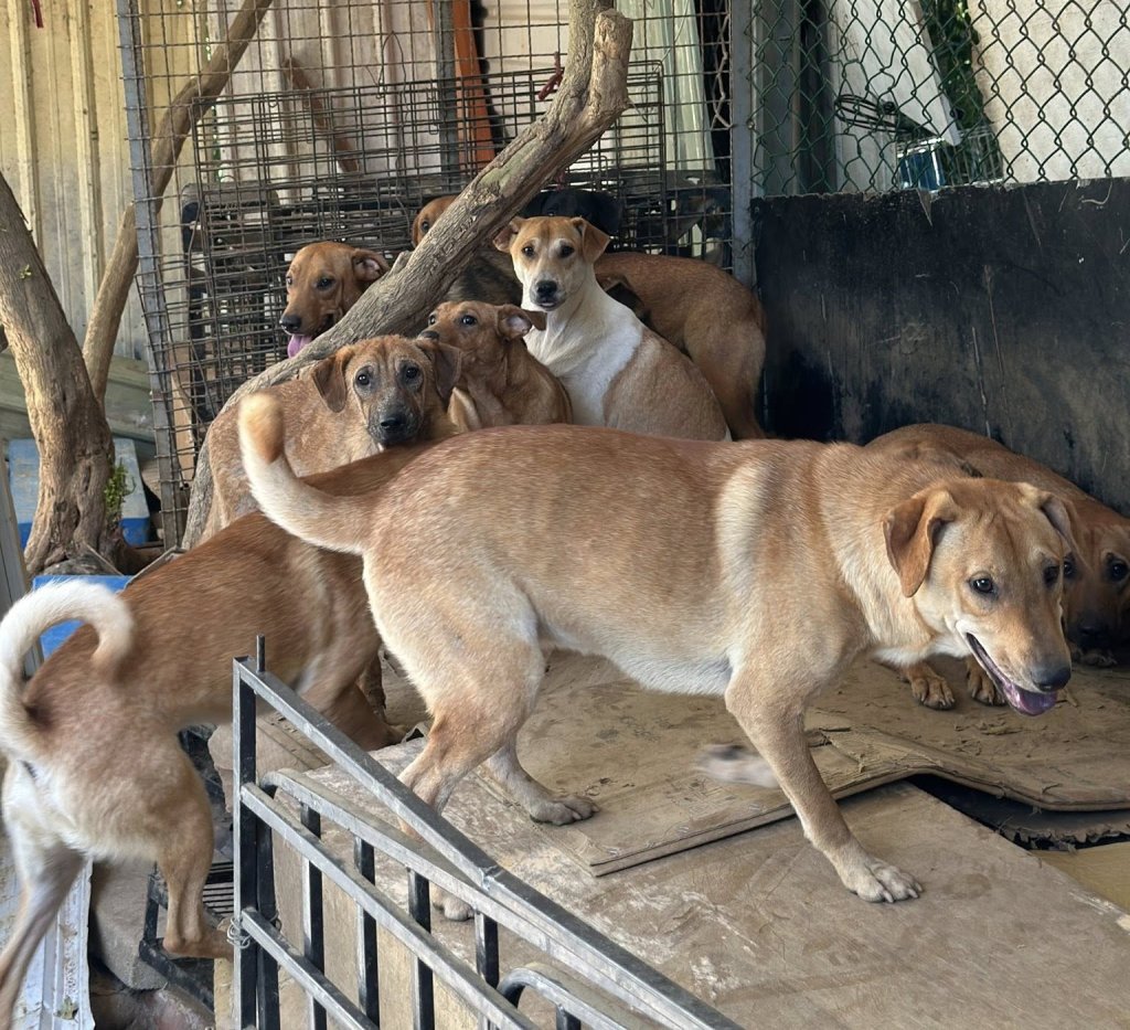 強化狂犬病防疫｜苗栗動防所前進民間狗場守護公共安全