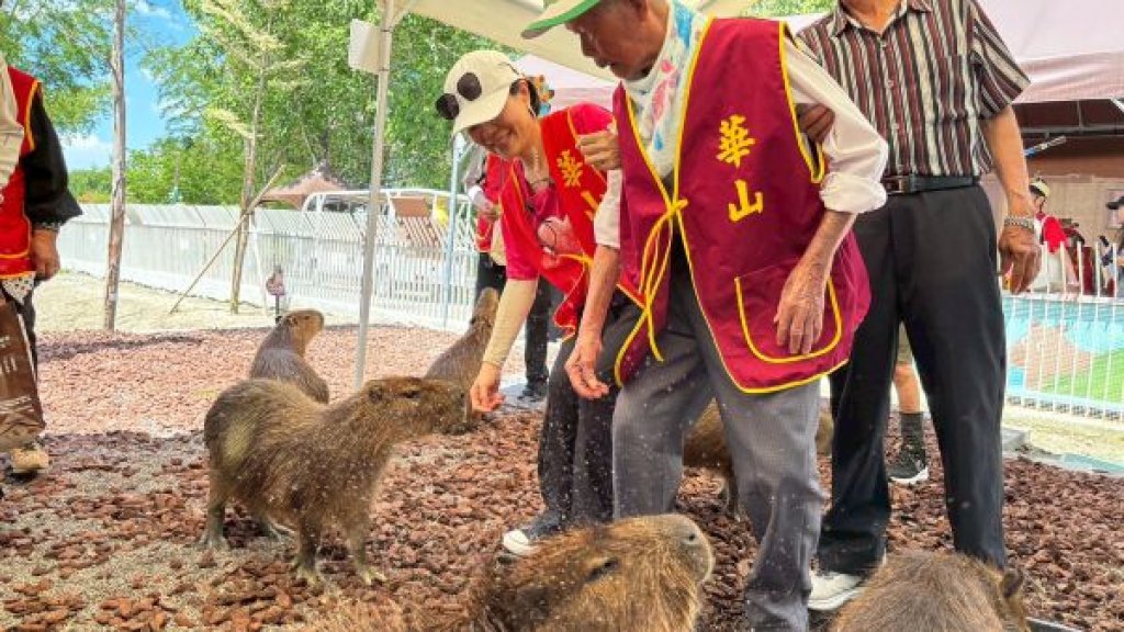 百歲人瑞邂逅水豚君 華山端午公益超療癒