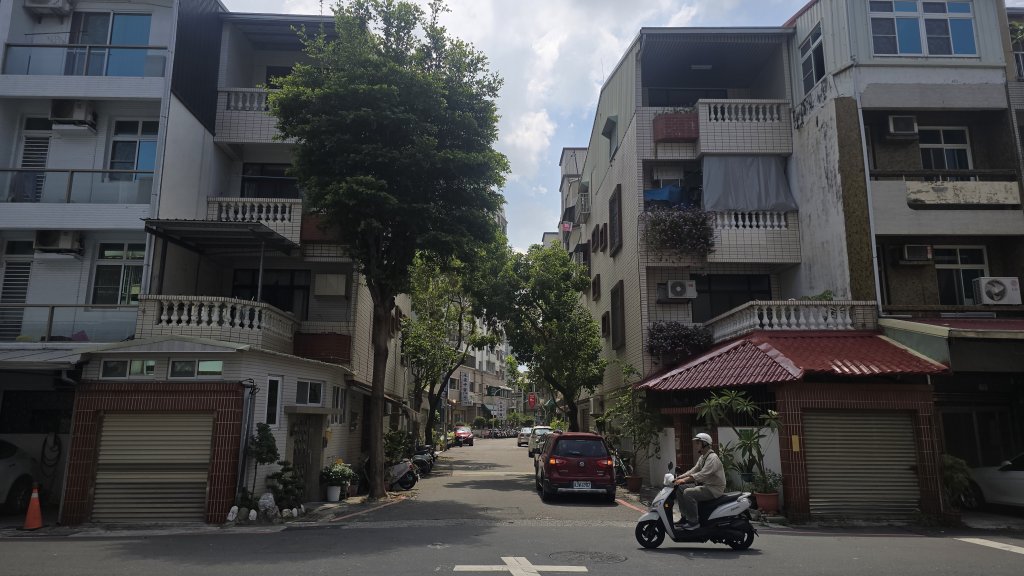 東區自強里小葉欖仁生長空間嚴重不足 影響公安與設施 區公所評估進行移除