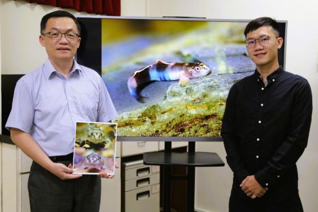 新種魚命名致敬原民紋面文化　中山大學發現「紋面韌鰕虎」