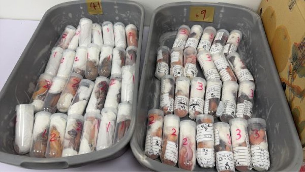 旅客匿藏夾帶304隻活守宮闖關 高雄關於金門港旅運中心查獲
