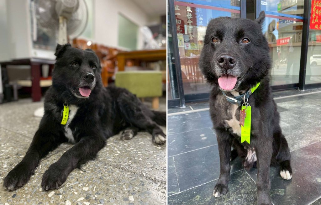 從流浪犬到消防隊家人　巴德利用15年寫下最溫暖的守護故事