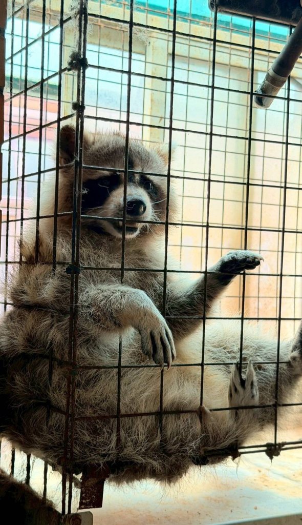 禁養641種高風險動物上路 桃市主動輔導飼主登記 未申報最高罰25萬元