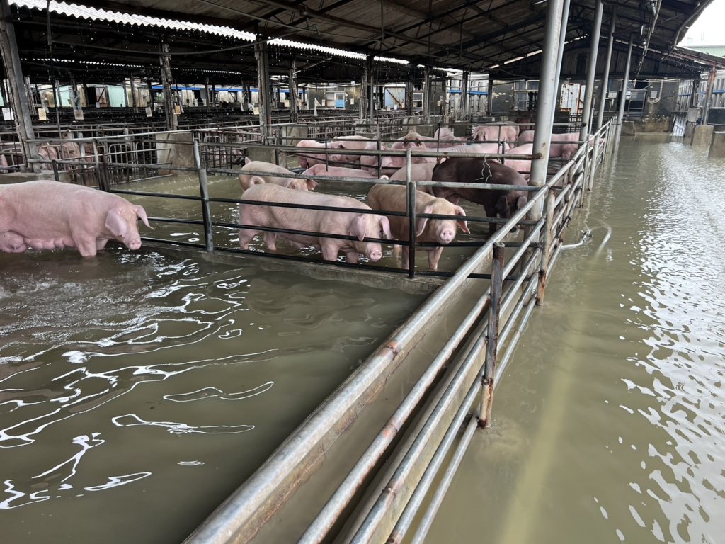 0626大豪雨侵襲 臺南市畜牧類全品項自6/28至7/10受理現金救助申請