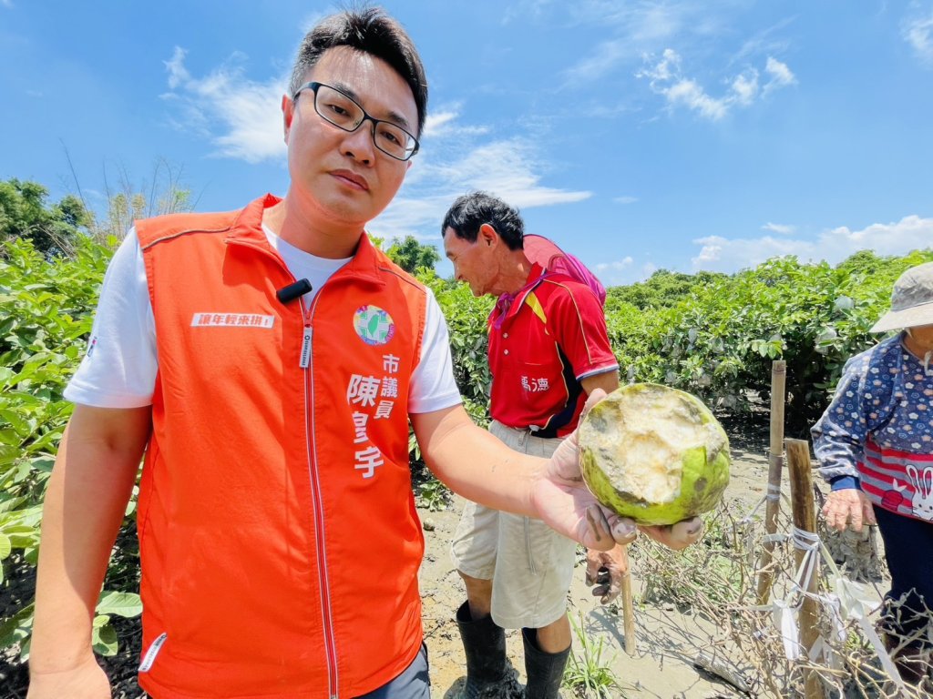 農民欲哭無淚！關廟龜洞里萬顆成熟芭樂全泡湯