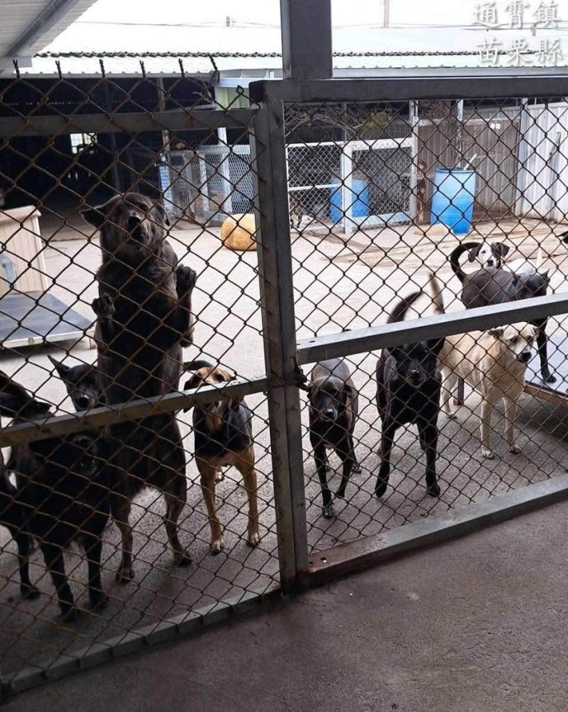 強化民間狗場防疫｜動防所主動巡訪施打狂犬病疫苗落實源頭管理