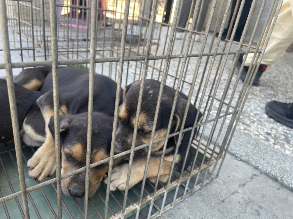 議員懷疑安南區疑似宰殺犬隻案 動保處經X光檢查均無骨折 可疑檢體初判非犬隻組織