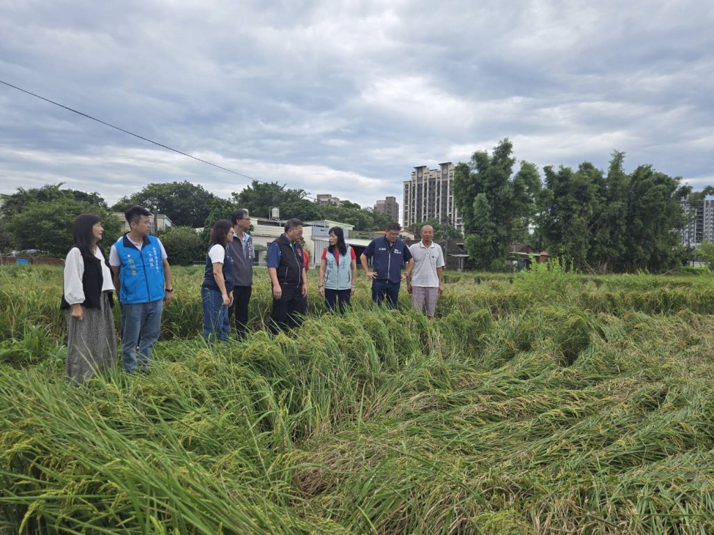 巴威颱風襲桃園 零星水稻倒伏災損　桃市府農業局今會勘爭取天然災害救助