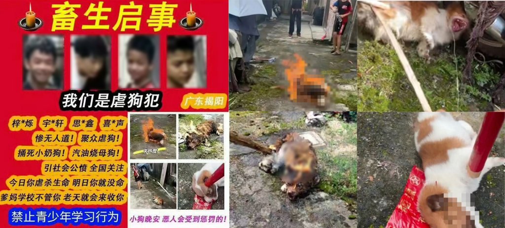 廣東4名未成年虐殺流浪狗引公憤   母犬遭火燒、幼犬棍殺　官方送專門學校掀爭議