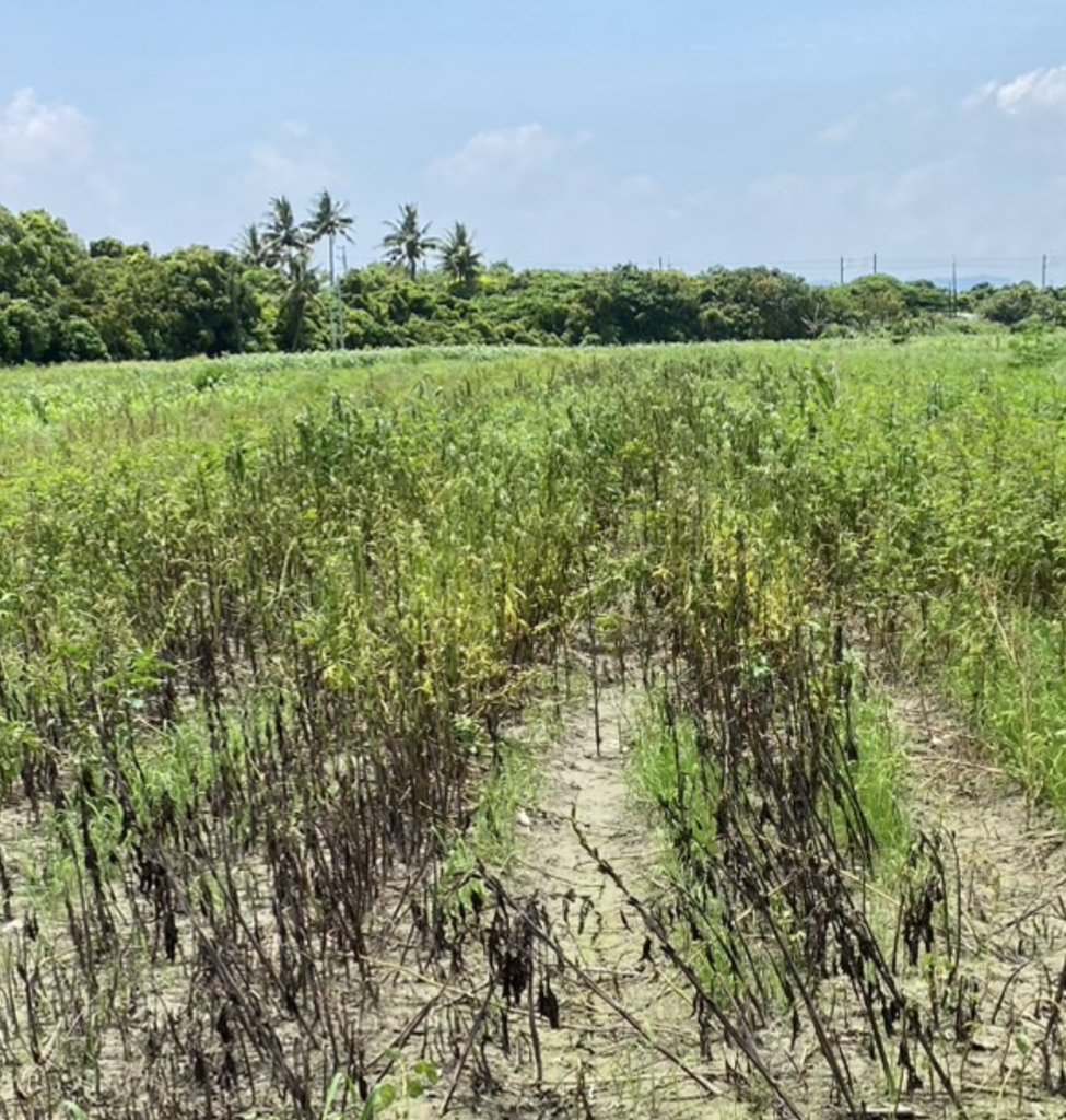 0625豪雨造成胡(芝)麻災損 即日起至7/28可申請現金救助