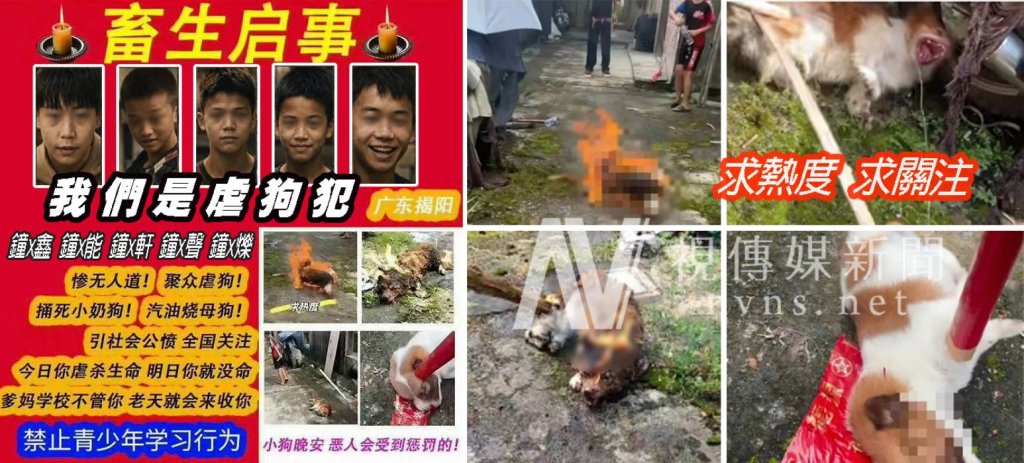 廣東5名未成年虐殺流浪狗引公憤   母犬遭火燒、幼犬棍殺　官方送專門學校掀爭議