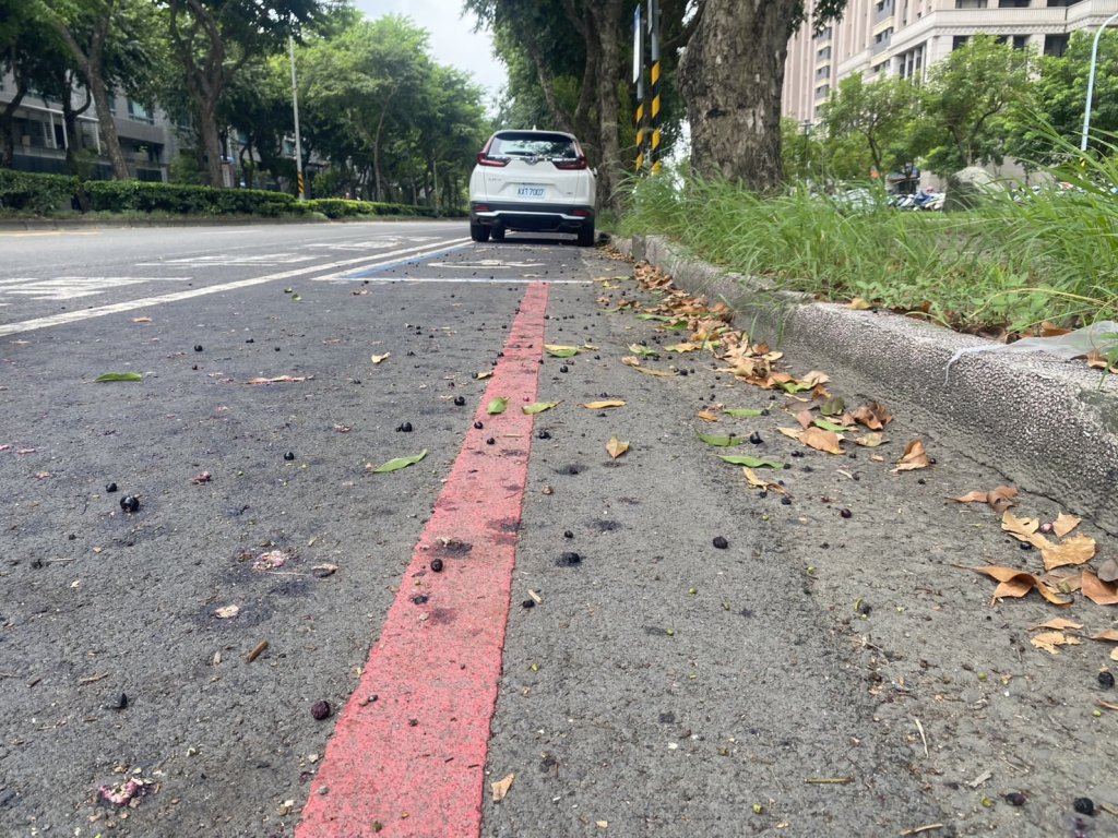 健康路三段種植肯氏葡萄 議員李啟維發現該行道樹落果會使機車打滑