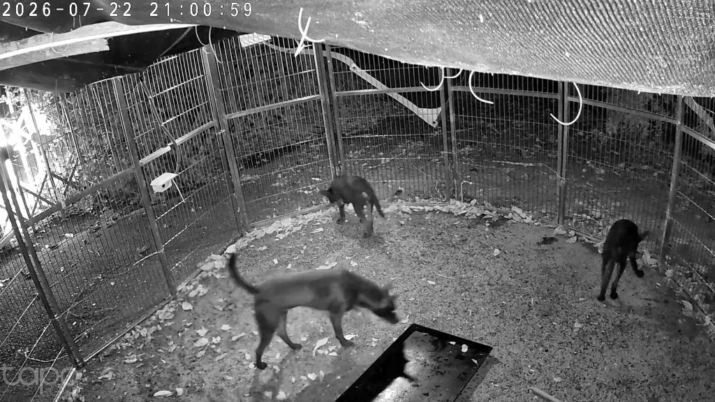 動保處運用多元管制方式加強捕捉問題犬 呼籲勿放養及隨意餵養