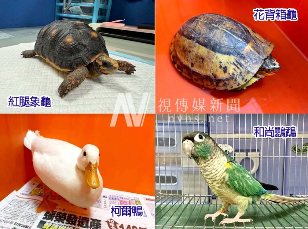 蜜袋鼯、象龜、柯爾鴨等你帶回家！桃園8/1開放15隻特寵認養 符合資格就能申請