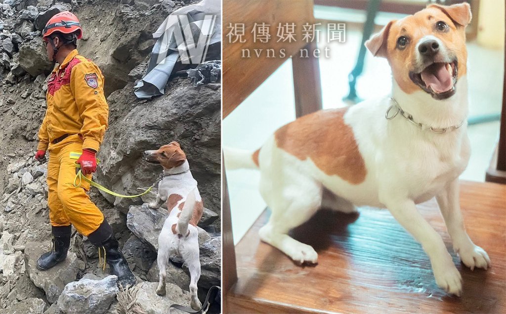 搜救犬Wilson死因陷羅生門！前消防員爆「遭踹撞牆」 議會追真相：不能只說相信同仁