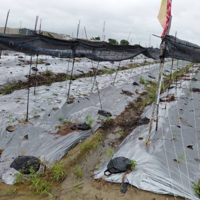 大豪雨造成農作物受損 臺南市農業天然災害現金救助即日起受理