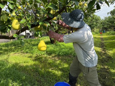 2026年臺南市文旦大賽揭曉 黃偉哲祝賀麻豆區郭嘉城農友榮獲文旦王殊榮