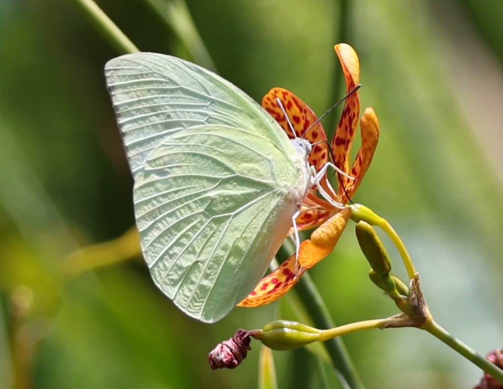 新威森林公園的蝴蝶