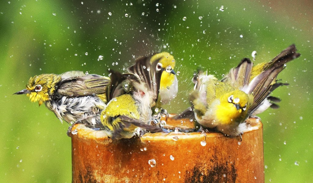 綠繡眼的快樂澡堂