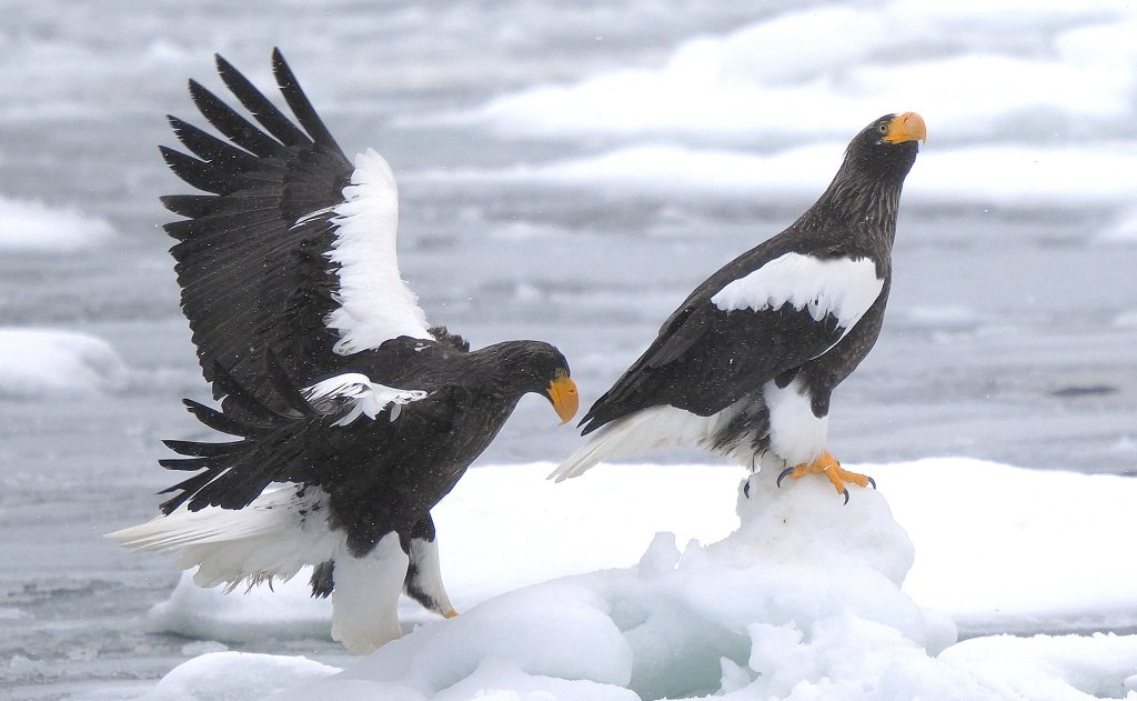 北海道冬季賞鳥: 虎頭海鵰與白尾海鵰