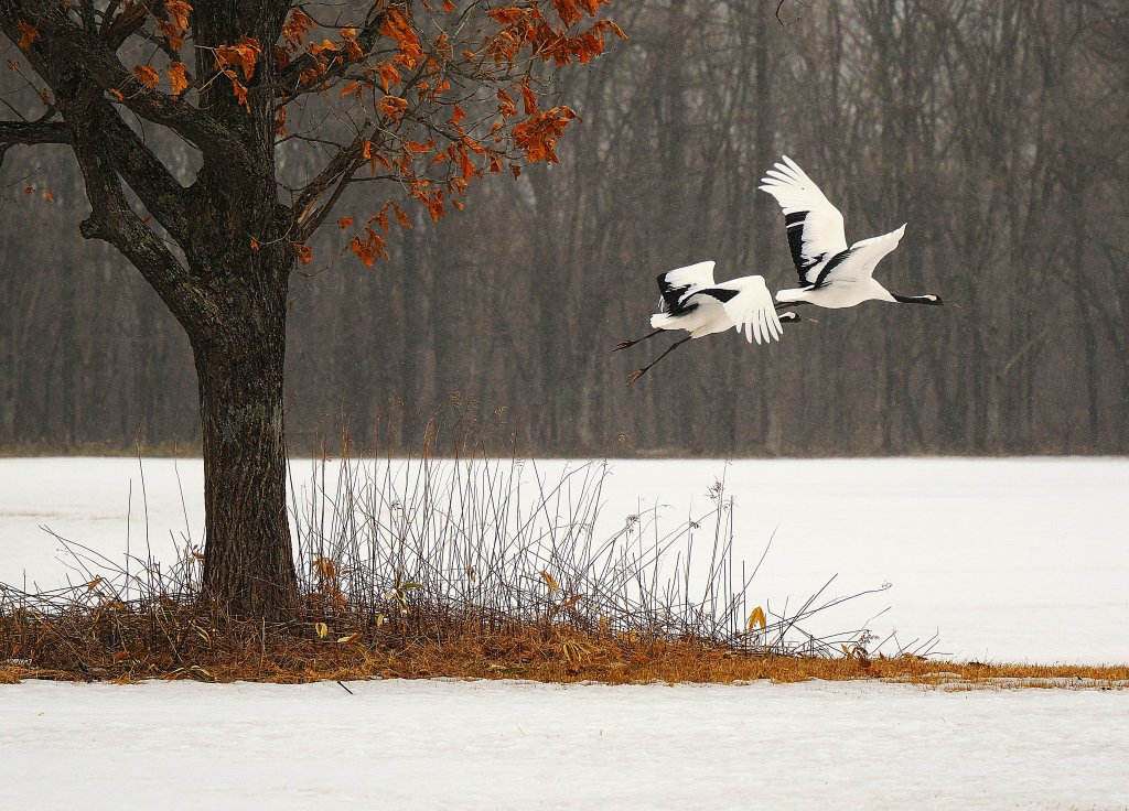 北海道賞鳥: 丹頂鶴