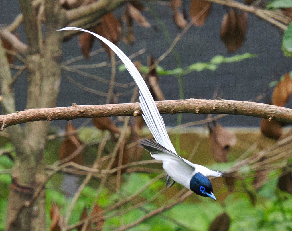 白綬帶與紫綬帶